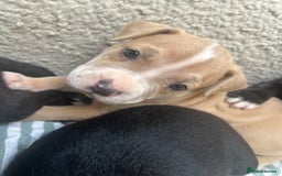 Staffordshire Bull Terrier dogs for sale: Beautiful mixstaffy looking for a forever home - Image 6