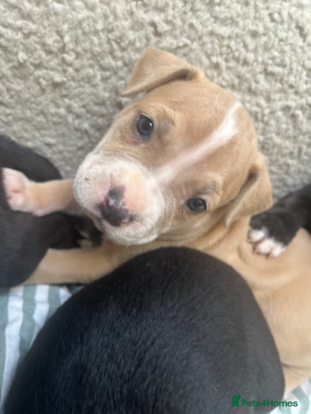 Staffordshire Bull Terrier dogs for sale: Beautiful mixstaffy looking for a forever home - Image 6