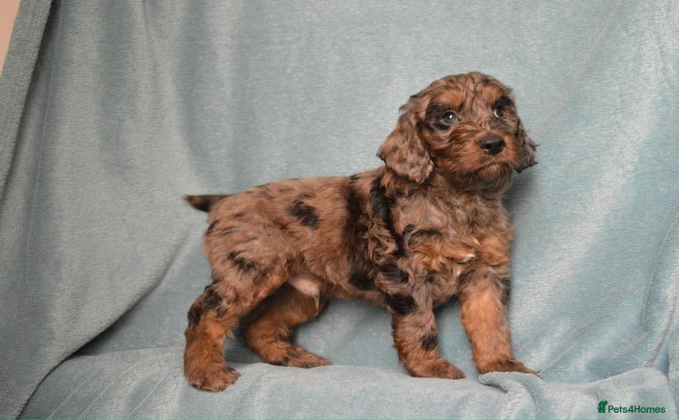 Cockapoo dogs - Advert 7