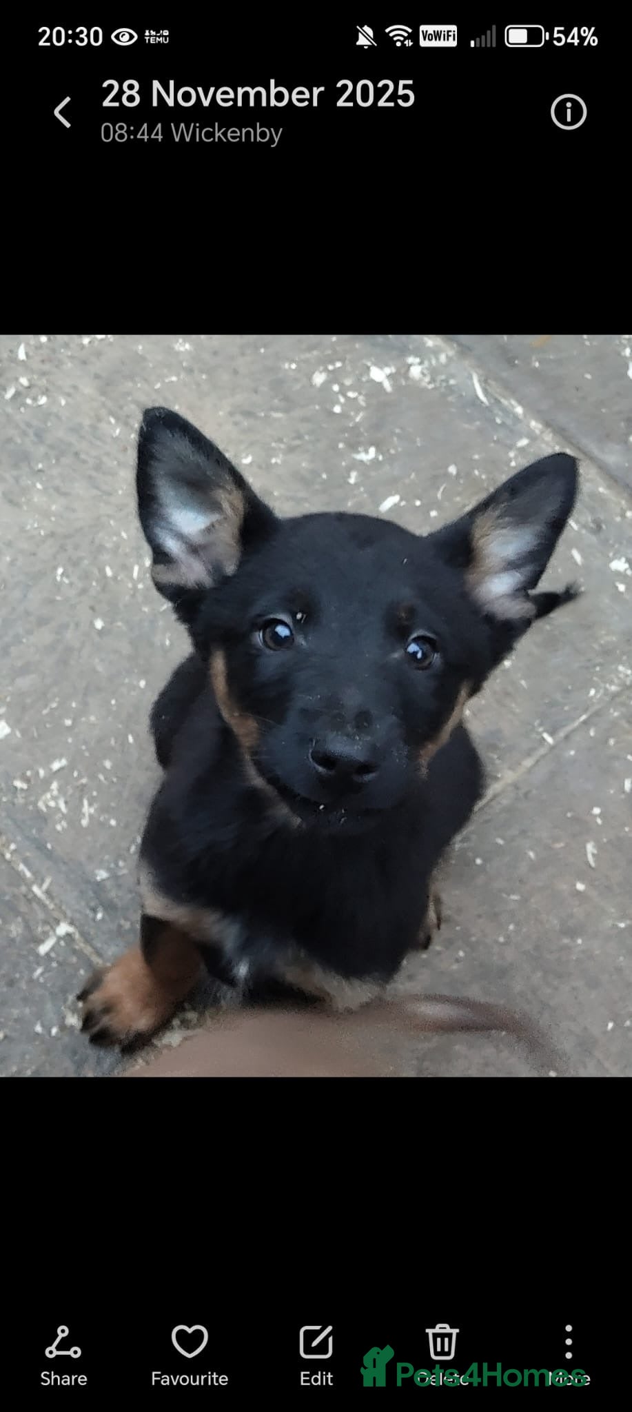 Mixed Breed dogs Belgium shepherd puppies - Advert 5