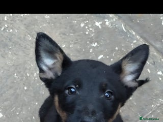 Mixed Breed dogs Belgium shepherd puppies - Advert 5