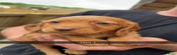 Mixed Breed dogs for sale: Beautiful Cockzler Puppies  - Advert 9