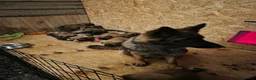 Mixed Breed dogs for sale: Rare Highland Sheppard Puppies Alabai Cross  - Advert 13