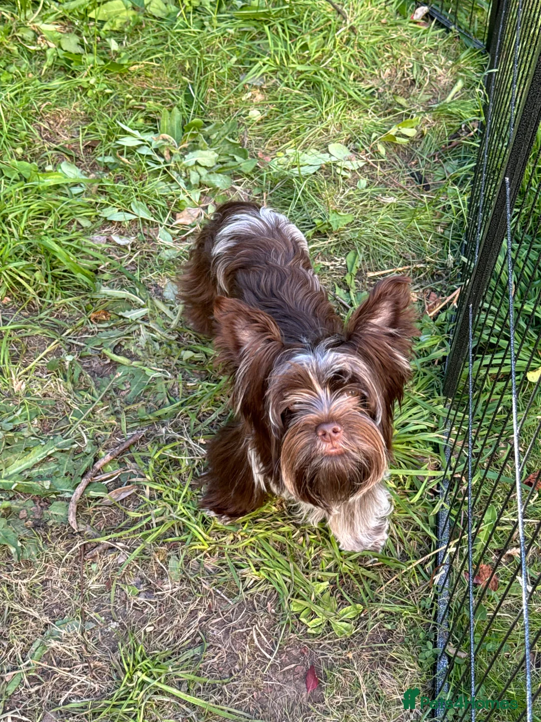 Biewer Terrier dogs for sale: Male Biewer Yorkie Puppy- Ready to go 😊 - Advert 2