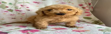 Cockapoo 3