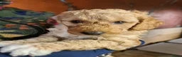 Labradoodle dogs for sale: Beautiful Miniature Labradoodle Puppies for Sale - Advert 19