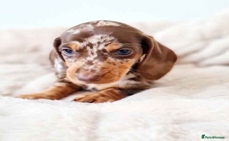 Miniature Dachshund dogs - Advert 1