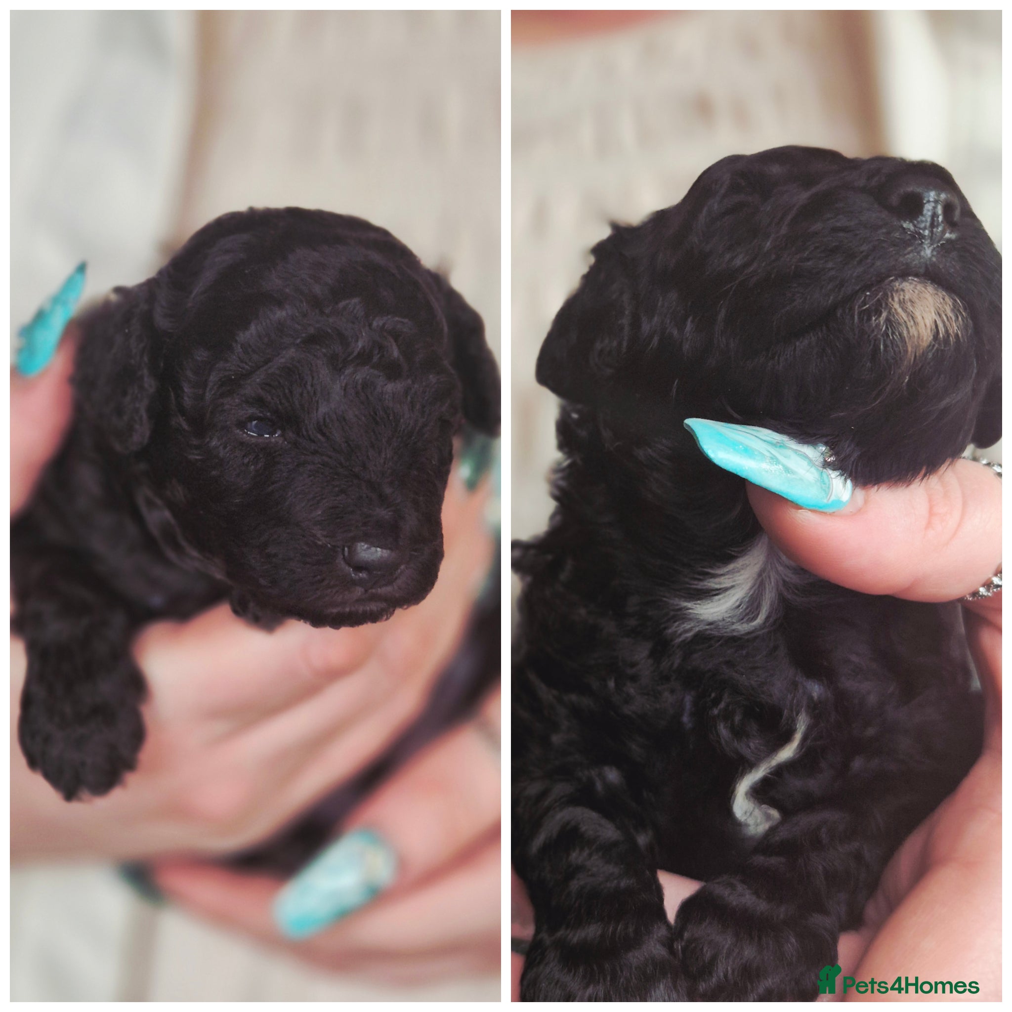 Toy Poodle dogs * 2 Beautiful Toy Poodle Pups * - Advert 1