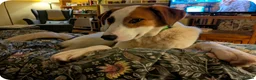 Mixed Breed dogs for adoption: MELODY ( FOSTER TO ADOPT)  - Advert 15