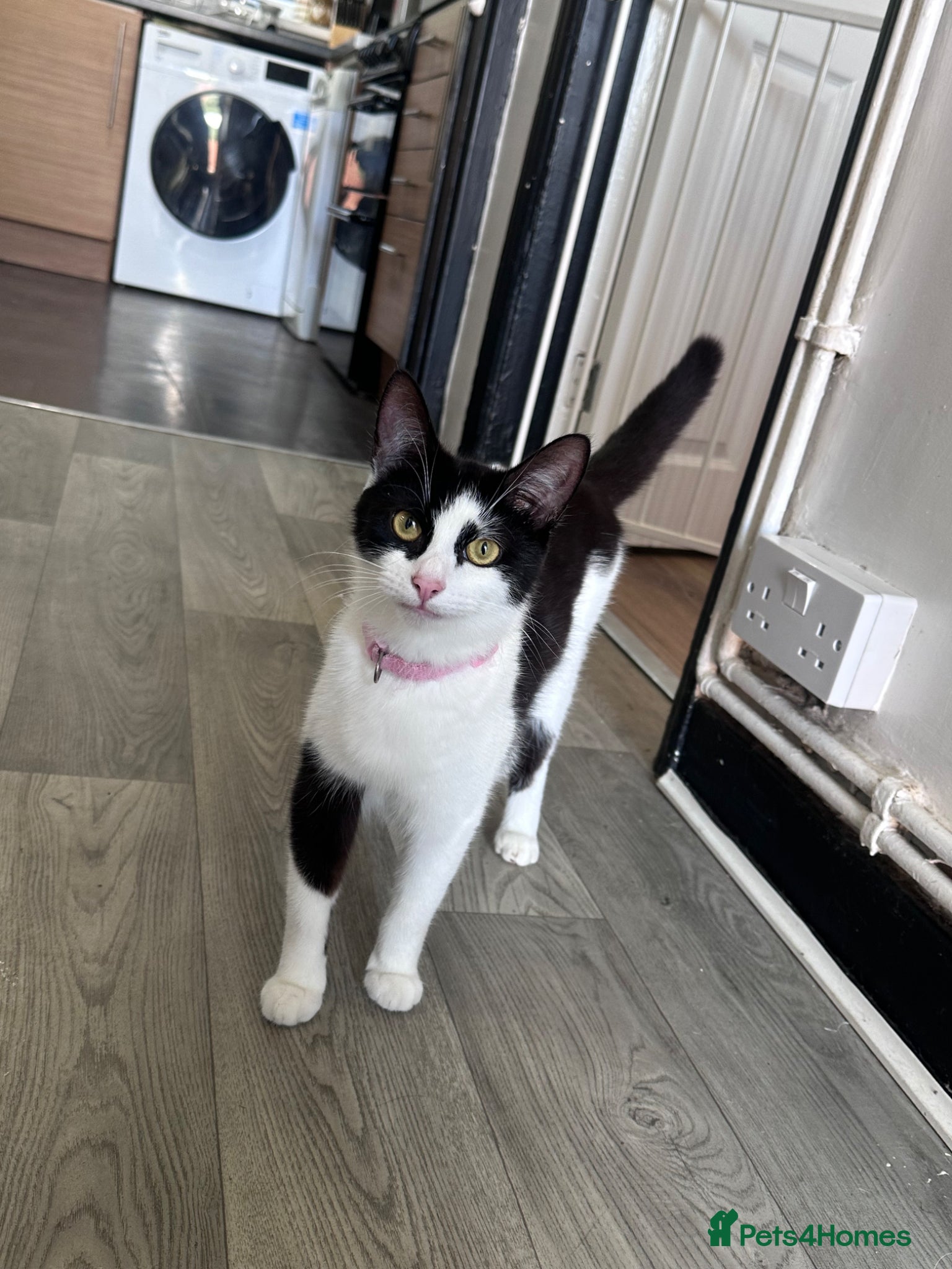 Mixed Breed cats Beautiful kittens looking for forever homes - Advert 1