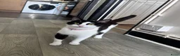 Mixed Breed cats for sale: Beautiful kittens looking for forever homes - Advert 1