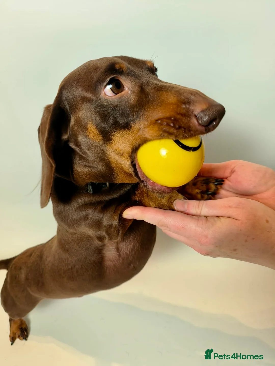 Miniature Dachshund dogs for stud: Miniature dachshund stud in Welling - Advert 4