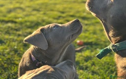 Labrador Retriever dogs for sale: Remaining 3 puppies (13 wks) - Image 3