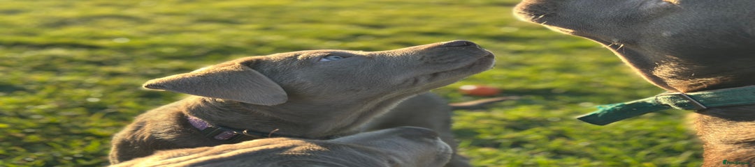 Labrador Retriever Puppy 1