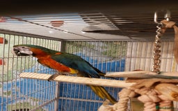 Macaws birds for sale: Harlequin macaw female 5y old Very tame free flyer - Image 1