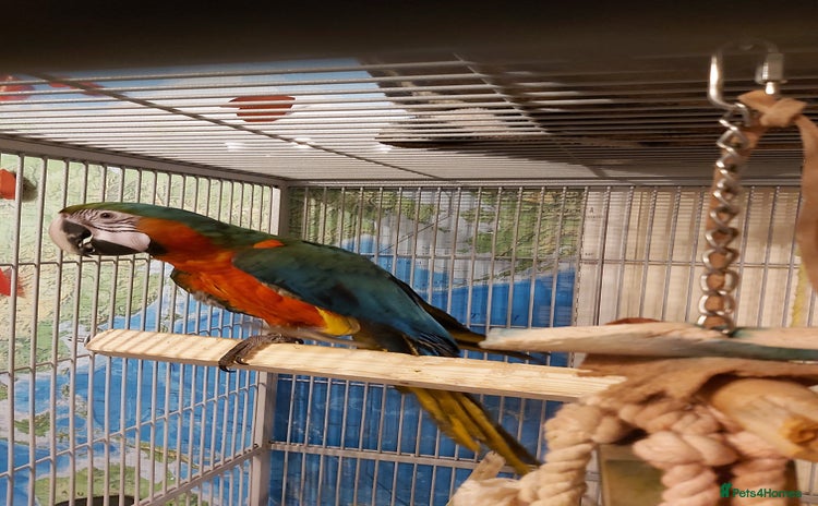 Macaws birds - Advert 2