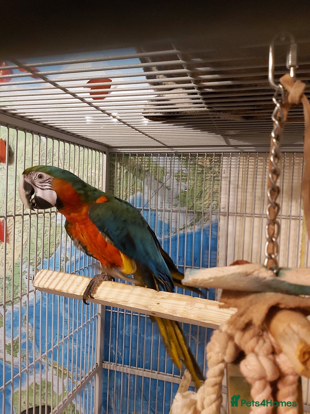 Macaws birds for sale: Harlequin macaw female 5y old Very tame free flyer - Image 1