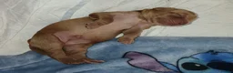 Cocker Spaniel dogs for sale: Cocker spaniel puppies for sale  in Newquay - Advert 5