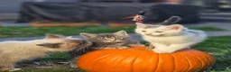 Mixed Breed cats for sale: Ragdoll cross kittens East London - Advert 1