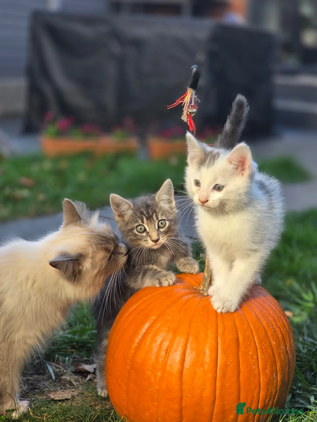 Mixed Breed cats for sale: Ragdoll cross kittens East London - Advert 1