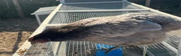 Mixed Breed poultry for sale: Selling Collection - Turkeys, Chickens and Quail - Advert 4