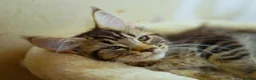 Maine Coon cats for sale: Gorgeous pure breed Mainecoon kittens ready now - Advert 20