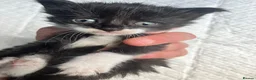 Mixed Breed cats for sale: Gorgeous kittens in Milton Keynes - Advert 12
