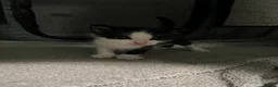 Mixed Breed cats for sale: 4 beautiful mixed breed kittens in Newton Abbot - Advert 6