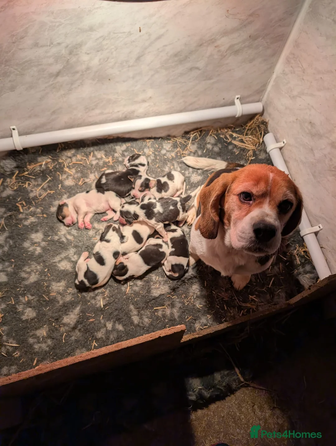 Beagle dogs for sale: Gorgeous Beagle puppies - Advert 17
