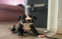 English Bull Terrier dogs for sale: English bull terrier (working type) - Image 4