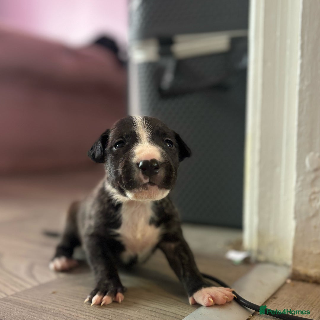 English Bull Terrier dogs for sale: English bull terrier (working type) - Image 4