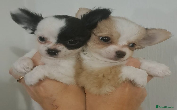 Chihuahua dogs - Advert 3