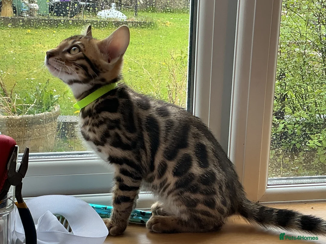 Bengal cats for sale: Ready now quality Bengal kittens TICA reg  - Advert 2