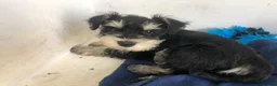 Miniature Schnauzer dogs for sale: Miniature Schnauzer male puppy in Wallasey - Advert 4