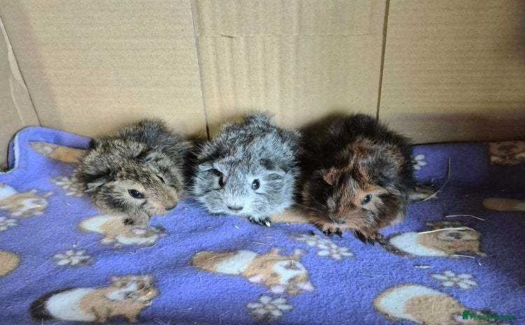 Guinea Pig rodents - Advert 8