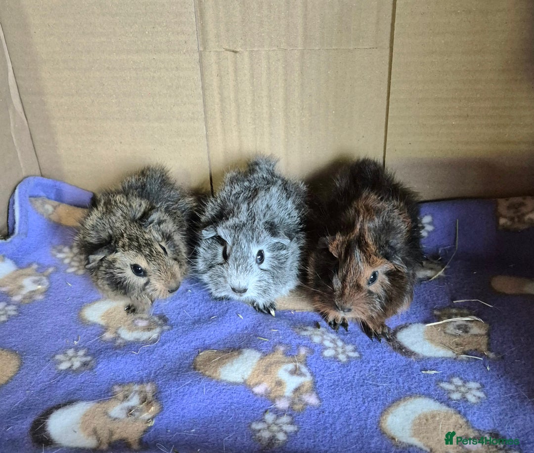 Guinea Pig rodents for sale: Baby Californian Guinea Pigs - Image 1