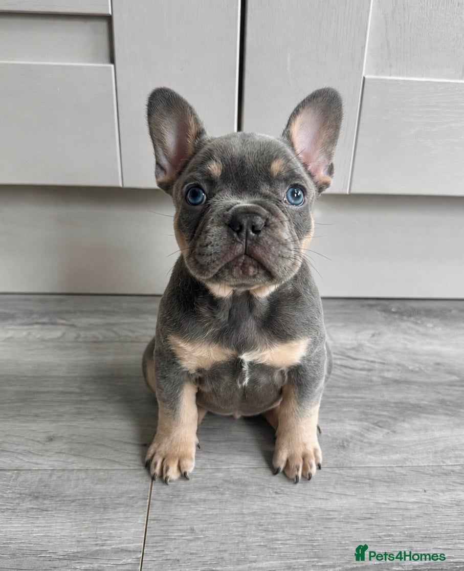 French Bulldog dogs Outstanding French Bulldog Puppies ! 🐶  - Advert 4