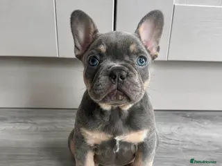 French Bulldog dogs Outstanding French Bulldog Puppies ! 🐶 - Advert 4