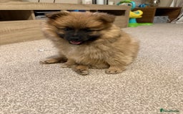 German Spitz dogs for sale: German spitz - Image 4