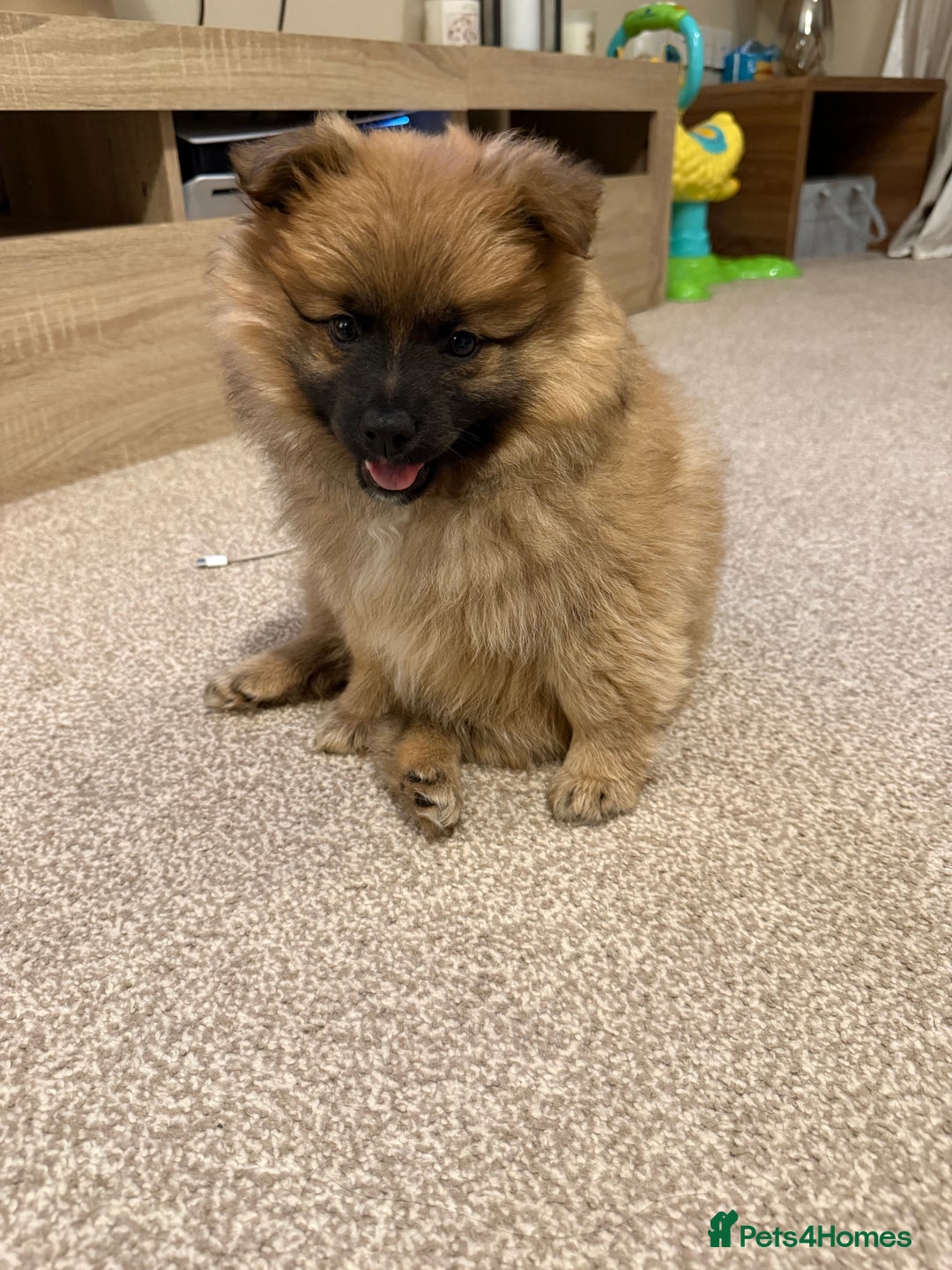 German Spitz dogs for sale: German spitz - Image 4