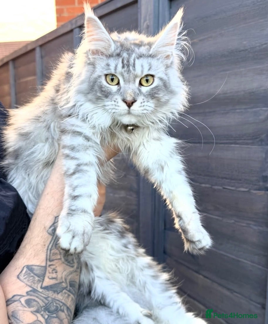 Maine Coon cats Stunning white black Silver Maine Coon Female - Advert 11