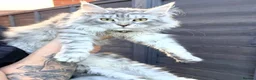 Maine Coon cats for sale: Stunning white black Silver Maine Coon Female - Advert 1
