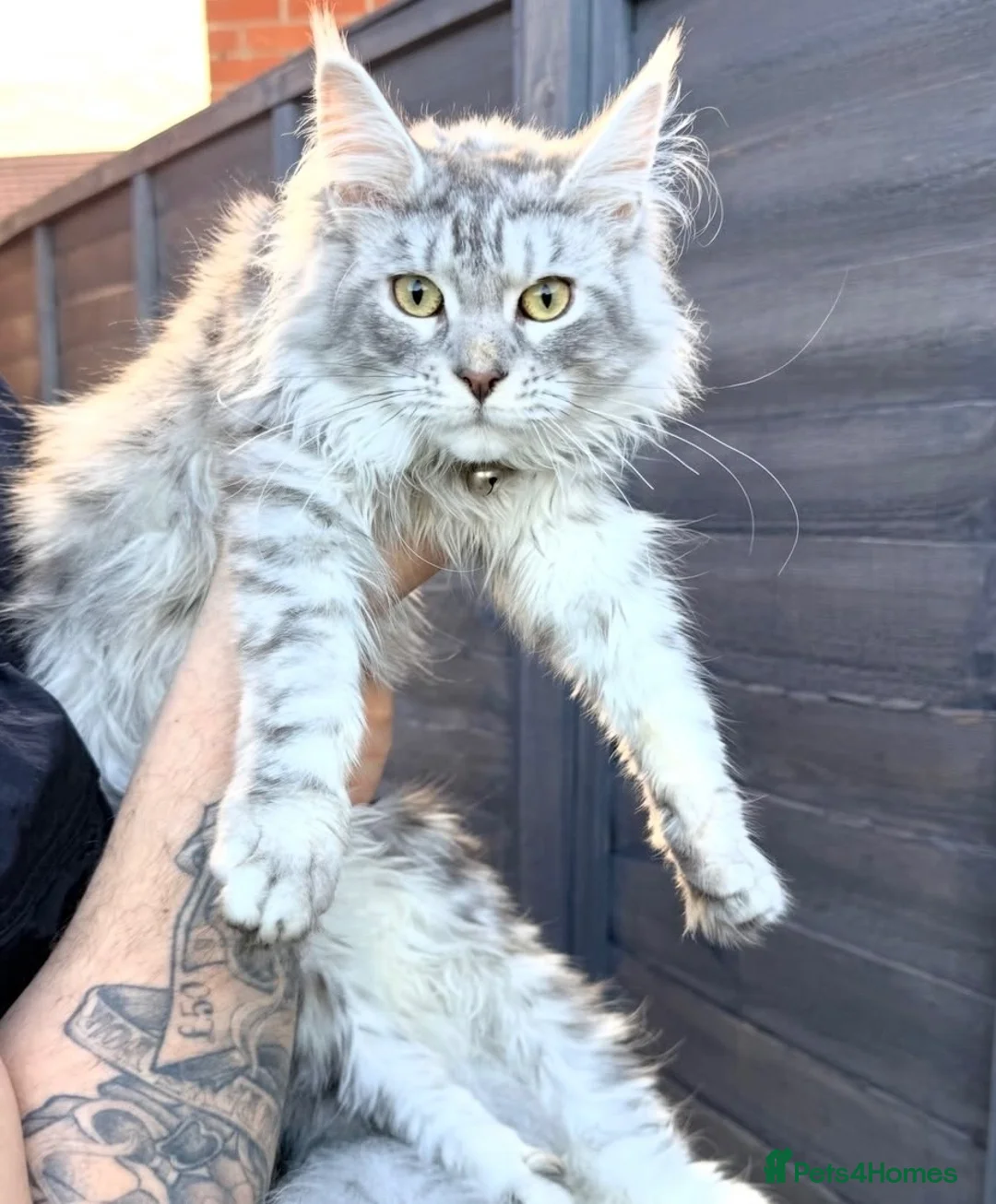 Maine Coon cats for sale: Stunning white black Silver Maine Coon Female - Advert 1