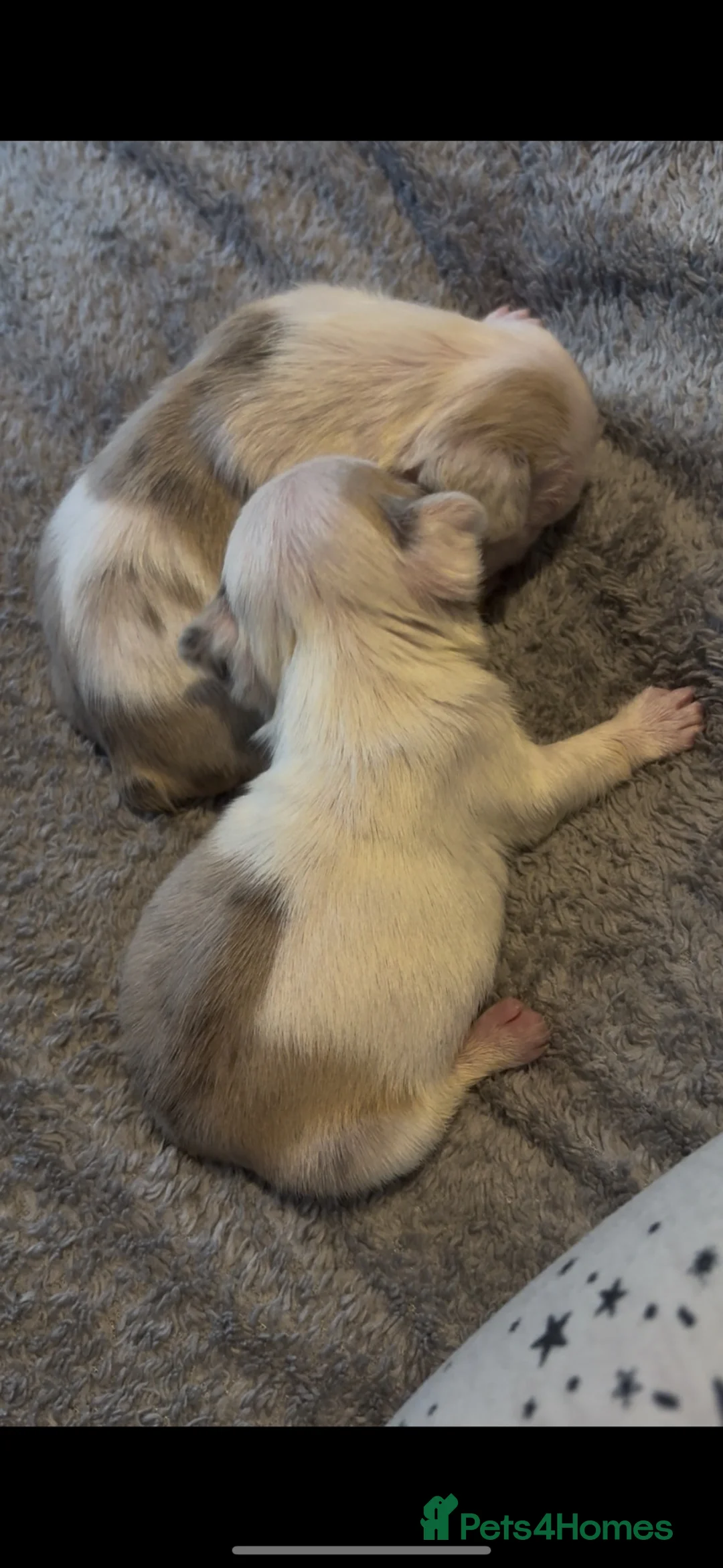 French Bulldog dogs for sale: Female French bull dog puppy  - Advert 10