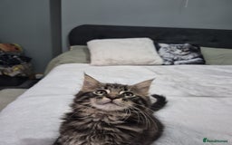 Maine Coon cats for sale: Stunning litter of maine coon kittens  - Advert 11