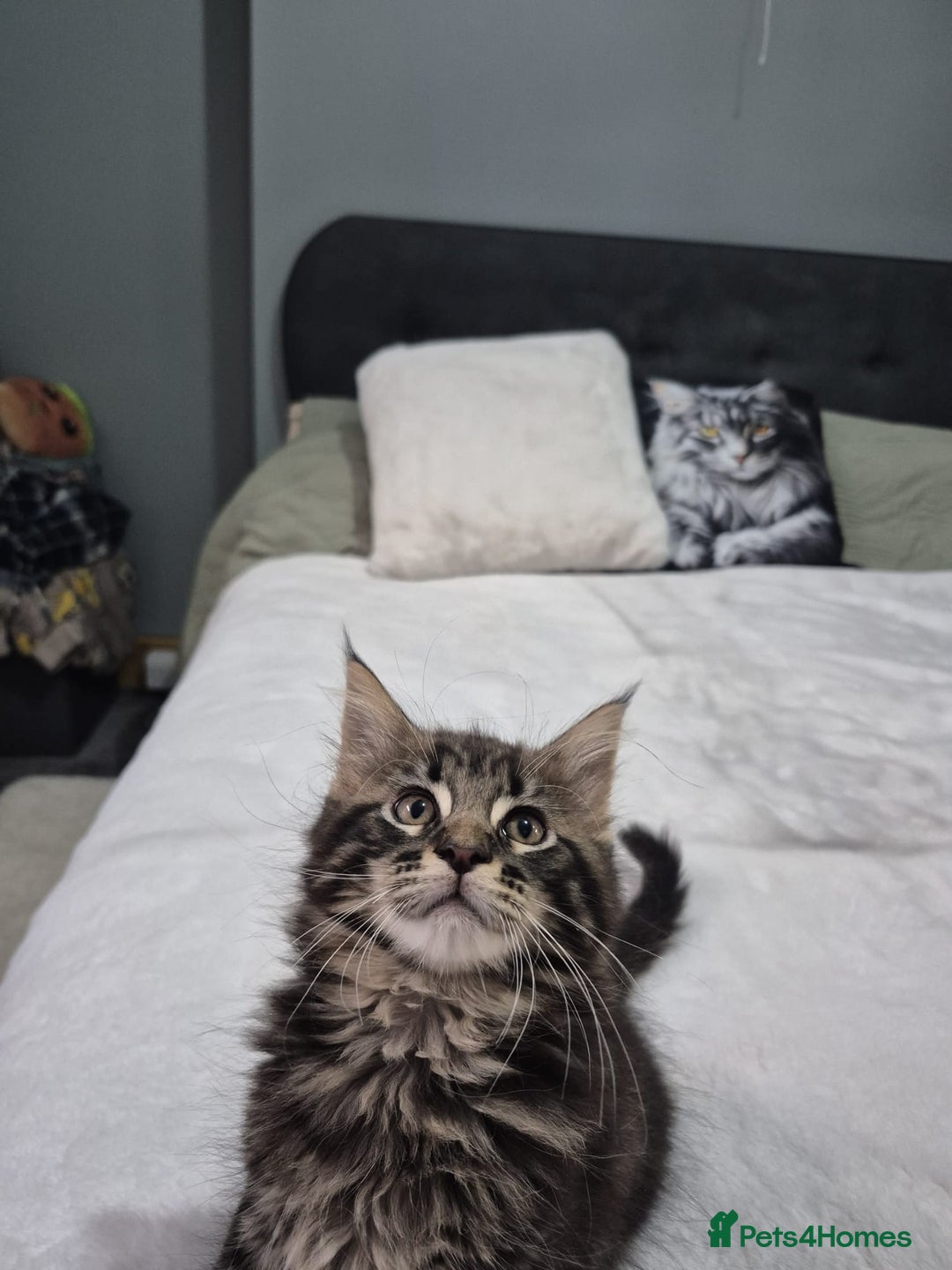 Maine Coon cats for sale: Stunning litter of maine coon kittens  - Advert 11
