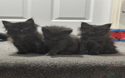 Maine Coon cats for sale: Loveliest, fluffy Maine coon X ragdoll kittens - Image 13
