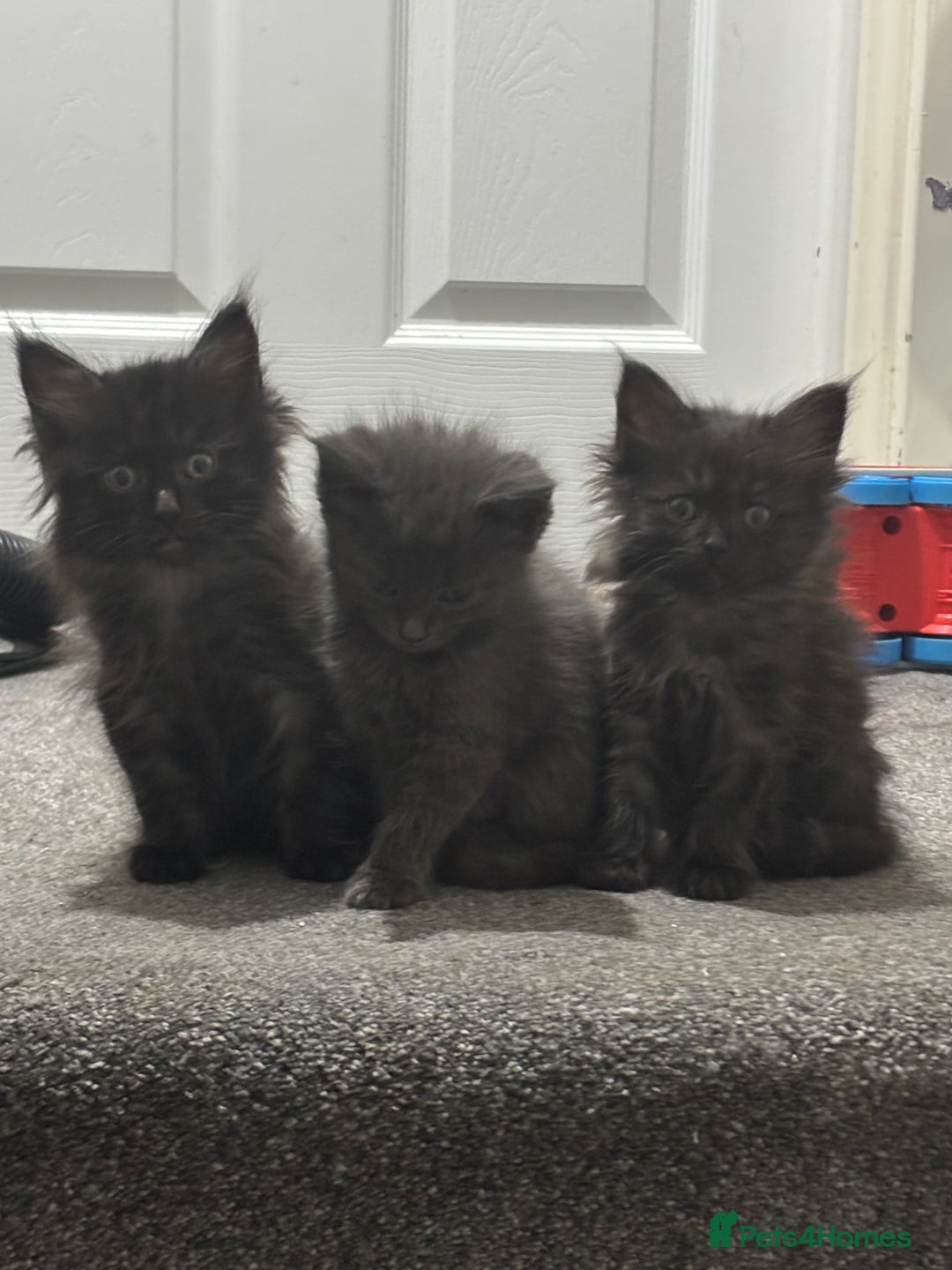 Maine Coon cats for sale: Loveliest, fluffy Maine coon X ragdoll kittens - Image 13