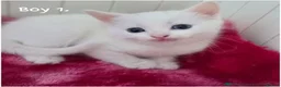 Ragdoll cats for sale: Beautiful White Ragdoll Kittens in Birmingham - Advert 8