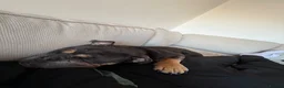 English Bulldog dogs for sale: English bulldog litter due soon 🐾 in Glasgow - Advert 9
